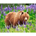Bear in the Flower Field