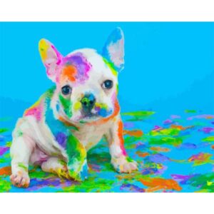 Dog Playing with Colors