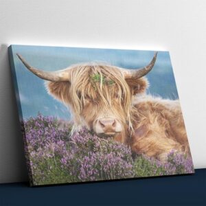 Highland Cattle in the Fields