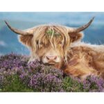 Highland Cattle in the Fields