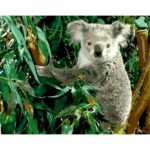 Koala Eucalyptus - Paint By Number